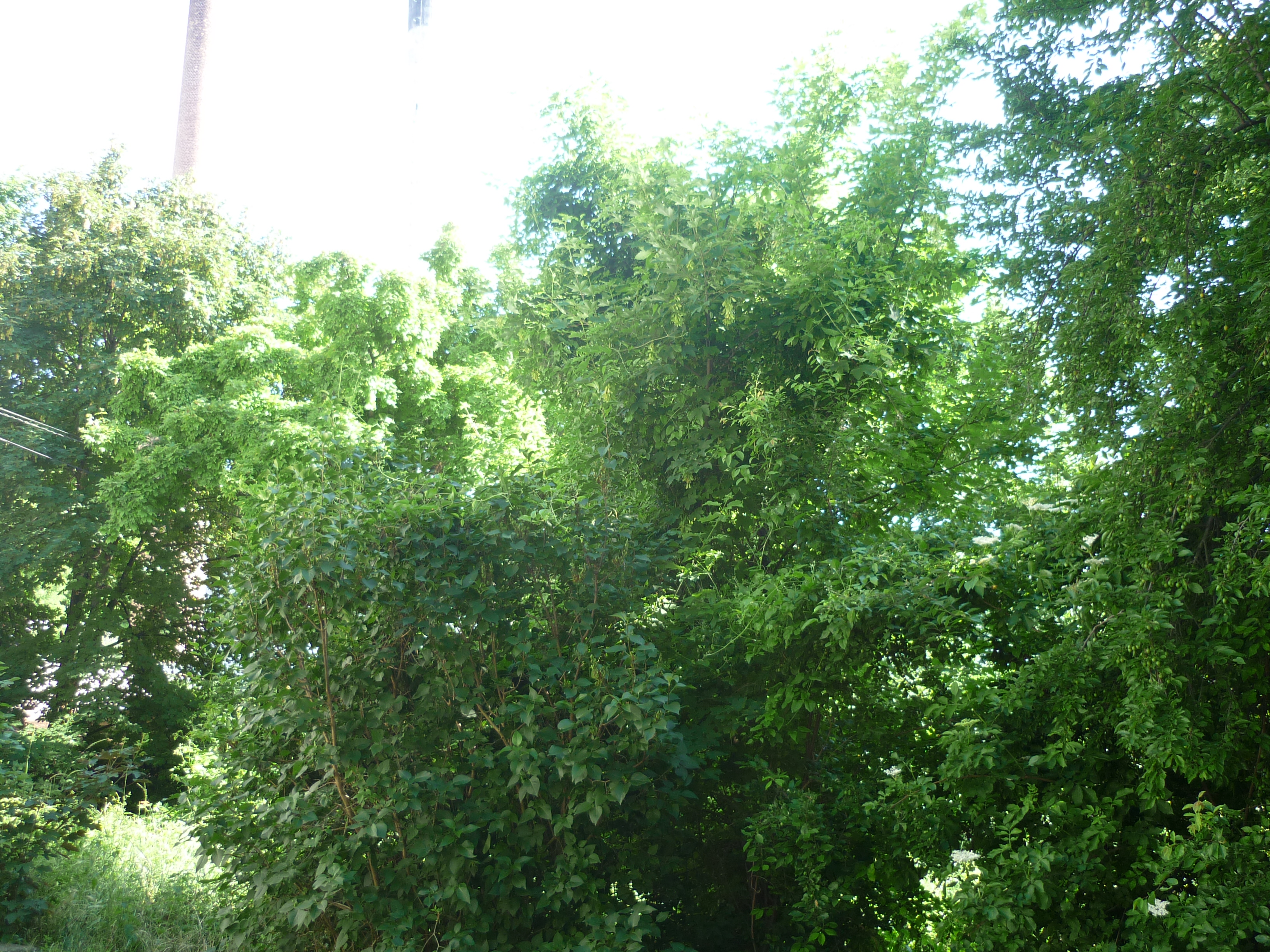 project_image